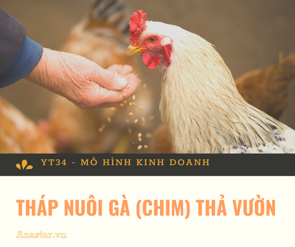 YT 34: MHKD THÁP NUÔI GÀ (CHIM) THẢ VƯỜN