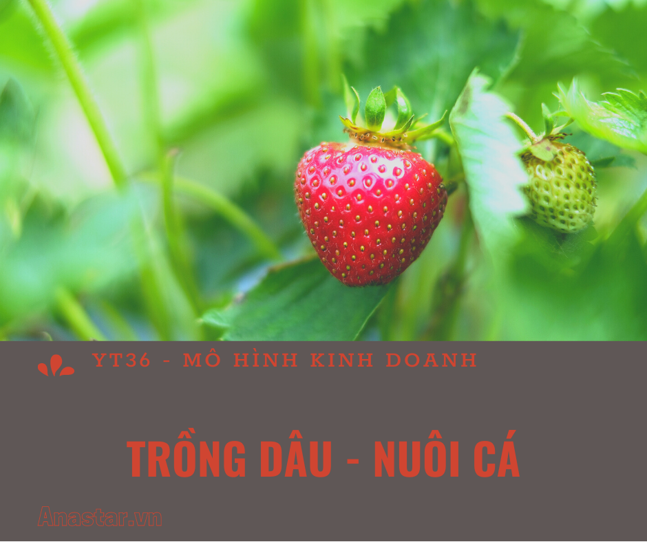 YT 36: MHKD TRỒNG DÂU, NUÔI CÁ