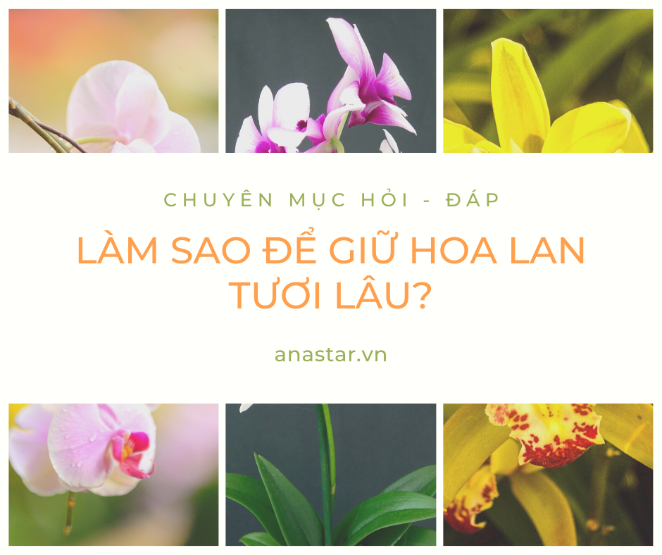 Tư vấn kinh doanh: Làm sao để giữ hoa lan tươi lâu?